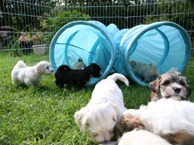 Bichon Havanais hvalpe hos Kennel Miki Nanoq